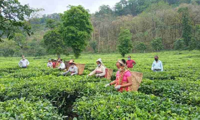 করোনা ভাইরাসের বিরুদ্ধে লড়াই করতে গিয়ে সংকটে বাংলার চা ব্যবসা