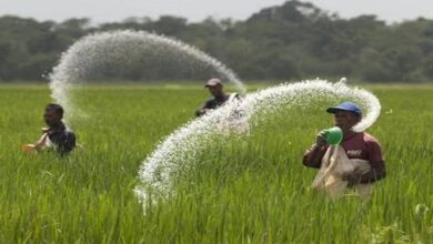 বেশী দামে সার