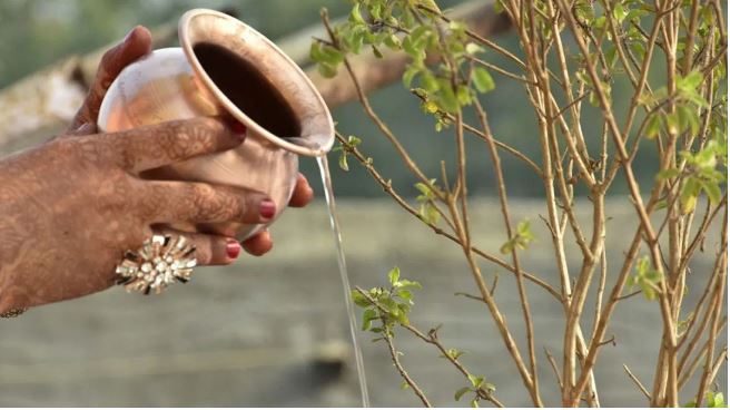 Bastutantra: পবিত্র তুলসি গাছে জল দেন ? জানেন কোন পাত্র ব্যবহার আপনার সংসারে আসবে মঙ্গল ?